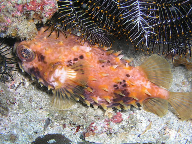 Bali Crystal Divers - Dive Center in 印度尼西亚