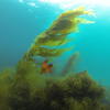 Picture taken during the dive