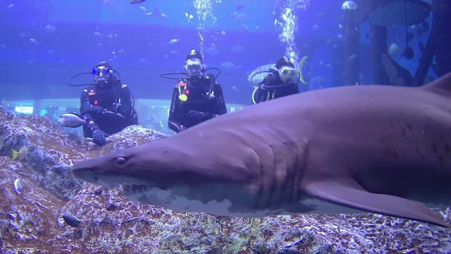 Diving in United Arab Emirates, Dubai Mall - By Remco