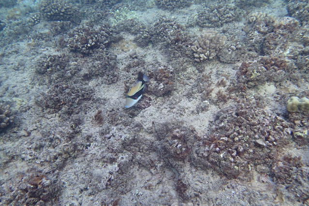 Hawaii School Of Diving - Dive instructor in United States