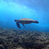 Picture taken during the dive