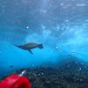 Picture taken during the dive
