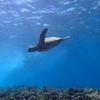Picture taken during the dive