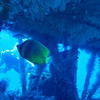 Picture taken during the dive