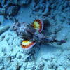 Picture taken during the dive