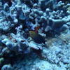 Picture taken during the dive