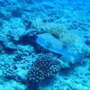 Picture taken during the dive