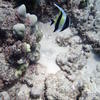 Picture taken during the dive