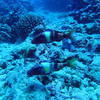 Picture taken during the dive