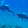 Picture taken during the dive