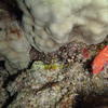 Picture taken during the dive