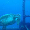 Picture taken during the dive