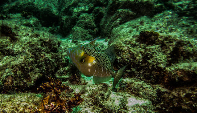 Scubacaribe - Dive Center in Cape Verde