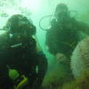 Picture taken during the dive
