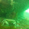 Picture taken during the dive