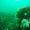 Picture taken during the dive
