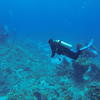 Picture taken during the dive