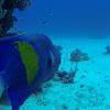 Picture taken during the dive
