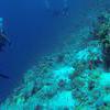 Picture taken during the dive