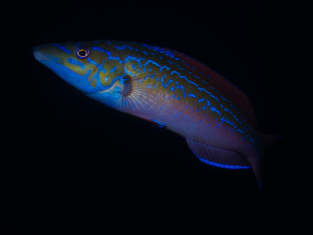 Dykleif - Dive Center in Sweden