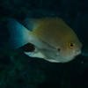 Picture taken during the dive