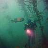 Picture taken during the dive
