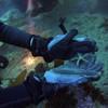 Picture taken during the dive