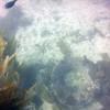 Picture taken during the dive