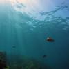 Picture taken during the dive