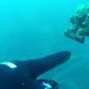 Picture taken during the dive