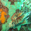 Picture taken during the dive