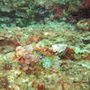 Picture taken during the dive