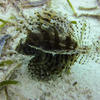 Picture taken during the dive