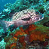 Picture taken during the dive