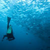 Picture taken during the dive