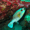 Picture taken during the dive