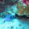 Picture taken during the dive