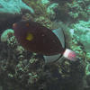 Picture taken during the dive