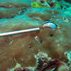 Picture taken during the dive