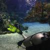 Picture taken during the dive