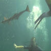 Picture taken during the dive
