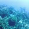 Picture taken during the dive