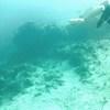 Picture taken during the dive