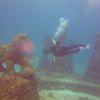 Picture taken during the dive