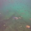 Picture taken during the dive