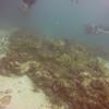 Picture taken during the dive