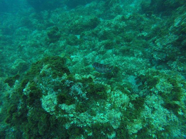 Arraia Divers - Dive Center in Portugal