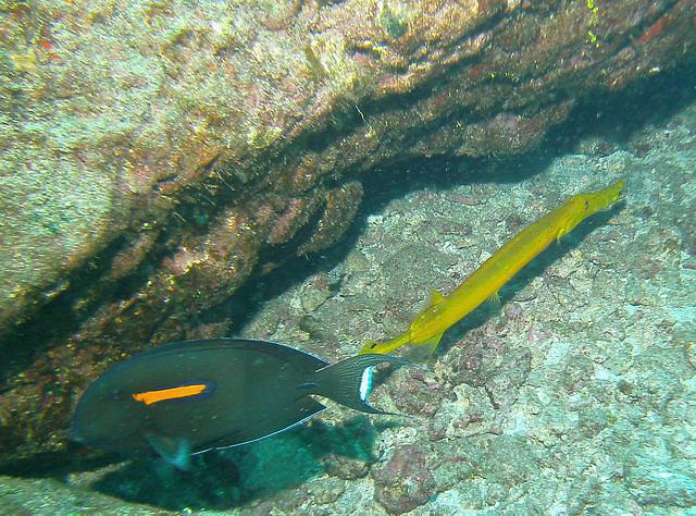 Hawaiian Rafting Adventures, Inc. - Dive Center in United States