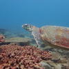 Picture taken during the dive