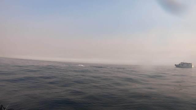 Diving in États-Unis, Monterey, CA - By Sebastien